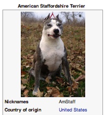 American Staffordshire Terrier